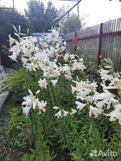 Лилия марлен