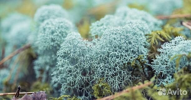 Хвойный опад, мох