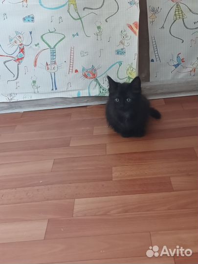 Кошка в дар