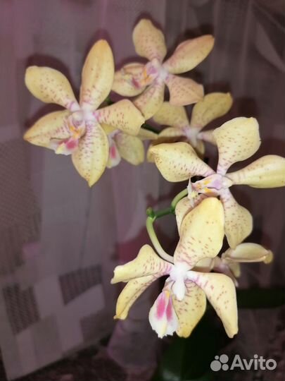 Орхидея Джулия