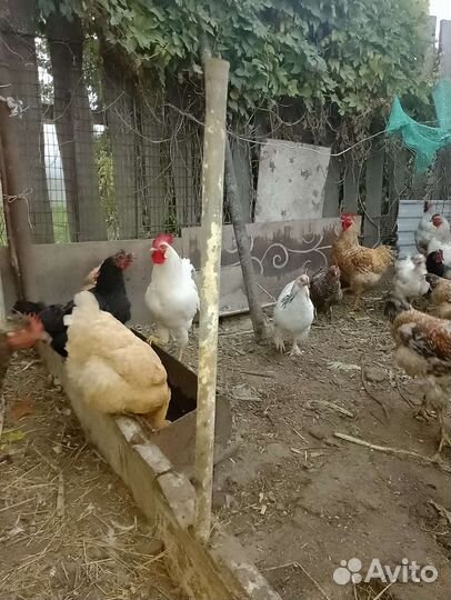 Куры цыплята