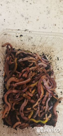 Червь дендробена veneta