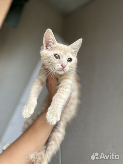 Персик ищет дом