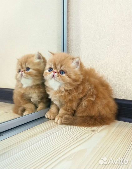Персидский котенок