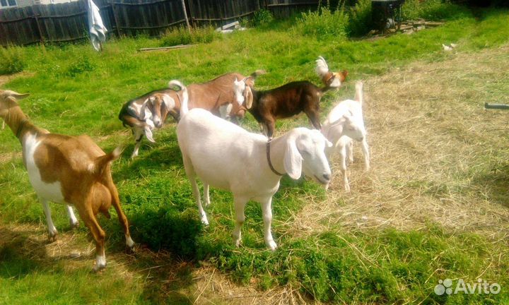 Нубийские козы