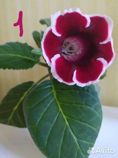 Глоксинии. Детки