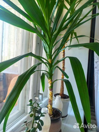 Пальма Юкка