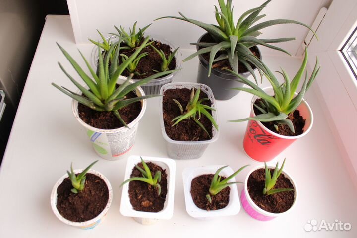 Алоэ остистое