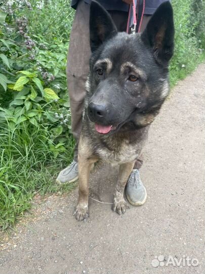 Собака в дар