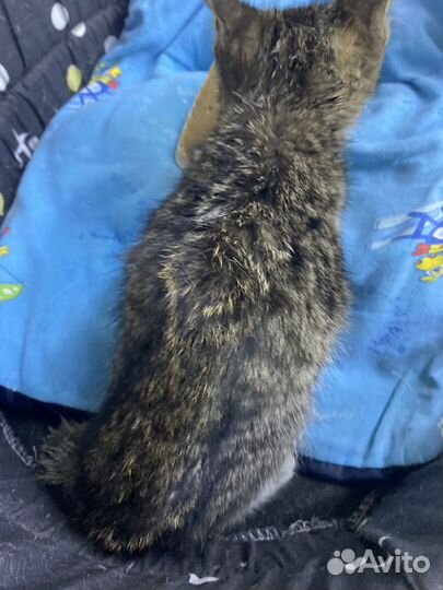 Котёнок 1,5 месяца