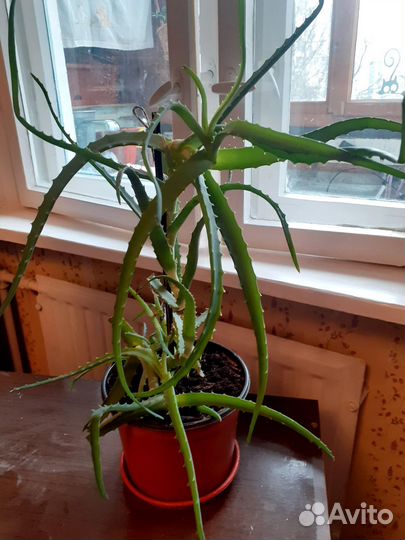 Алоэ столетник