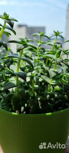 Комнатные растения Крассула перфората