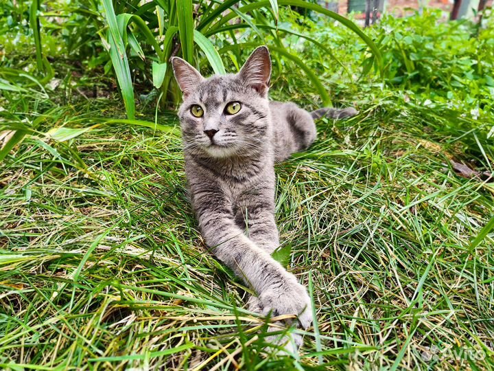Кот Матроскин в поиске любящей семьи