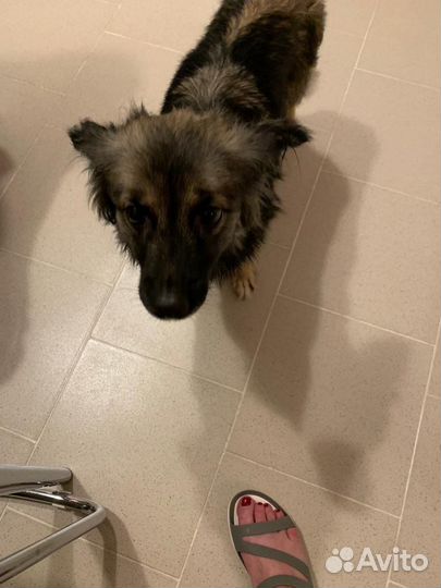 Собачка Аделька в добрые руки