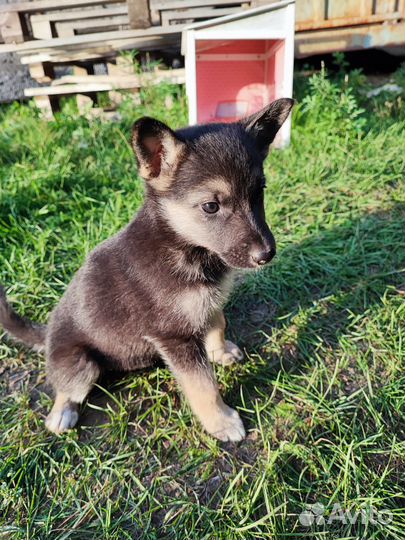 Пристраиваются