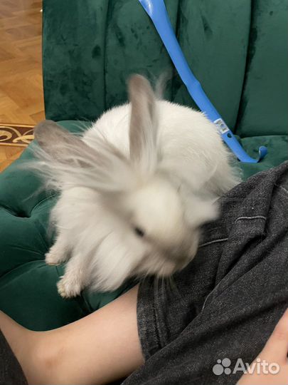 Декоративные кролики