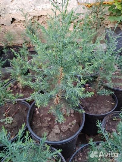 Можжевельник виргинский