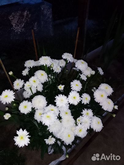 Ромашка Махровая