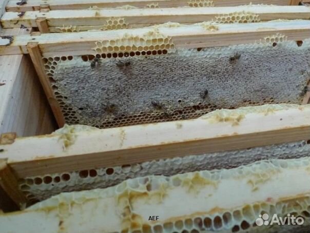 Мед 2024 года из Алтая опт