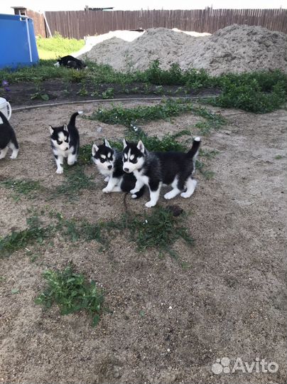 Щенки хаски