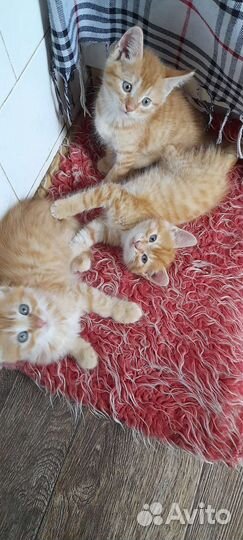 Котенок