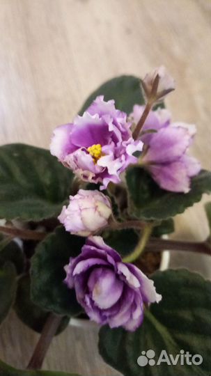 Сортовые фиалки