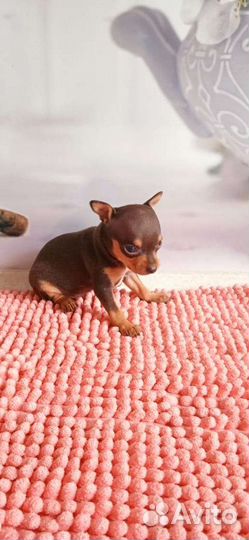 Мини той-терьер