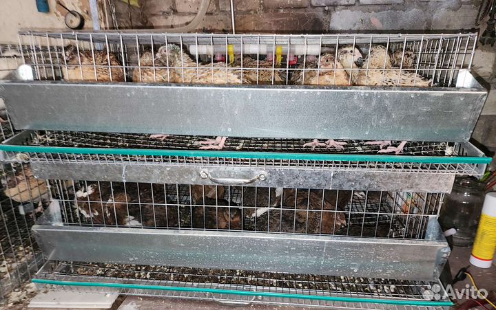 Перепела разных возрастов, инкубационное яйцо