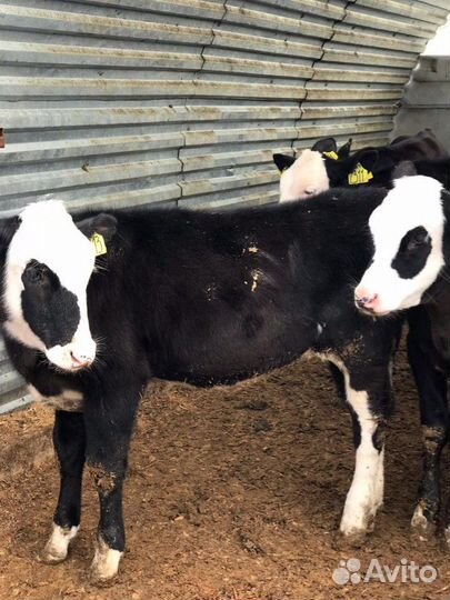 Телята бычки