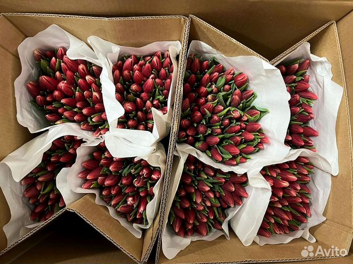 Тюльпаны оптом