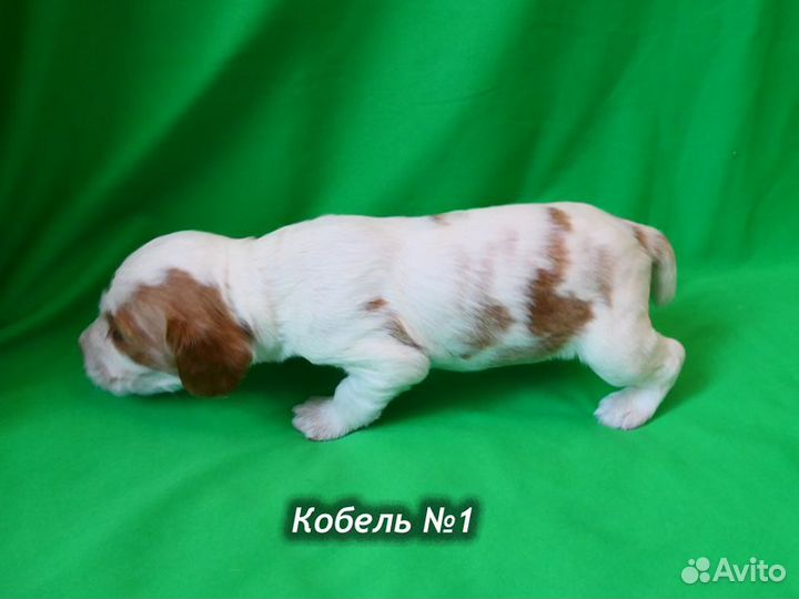 Щенки Русского охотничьего спаниеля. р. 14 февраля