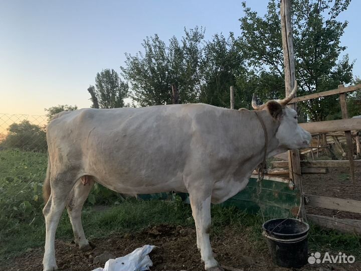 Корова сементалка