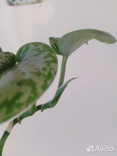 Сциндапсус пиктус треби обновление 0.8.06