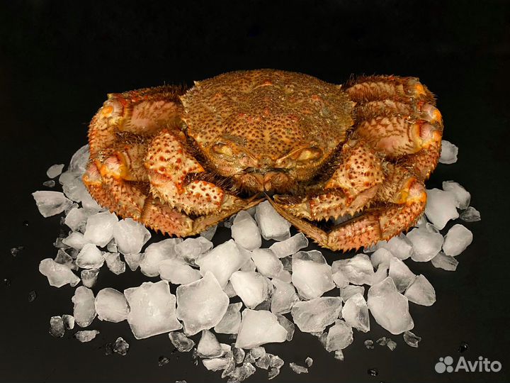 Волосатик краб волосатик