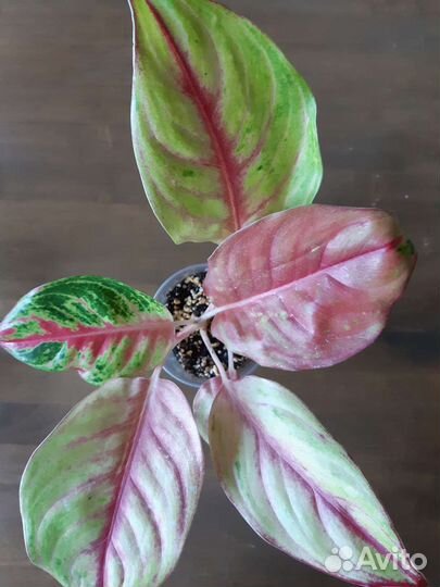 Аглаонемы сортовые