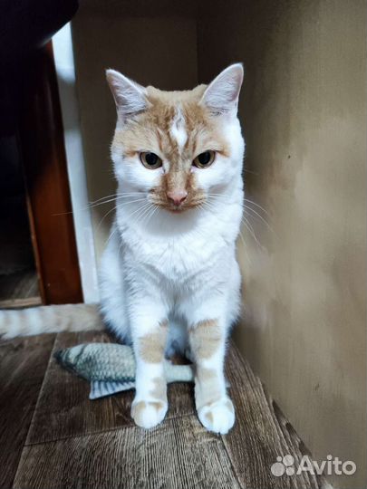 Кот в добрые руки