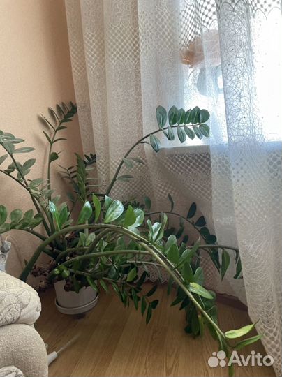 Замиокулькас