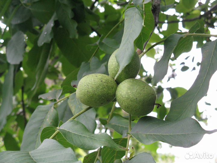 Саженцы грецкого ореха