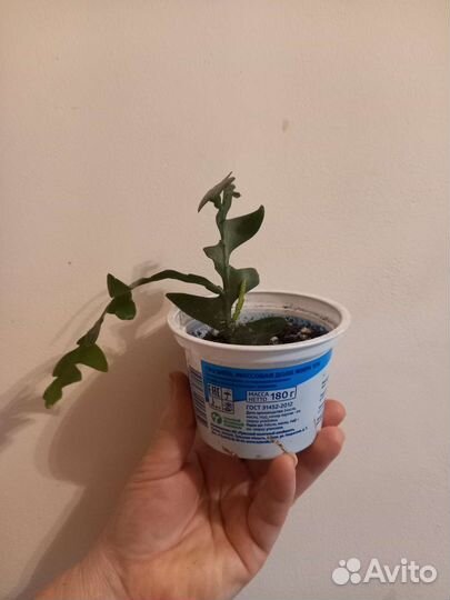 Растение Марниера