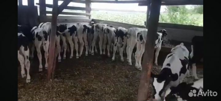 Бычки 1-5 месяцев