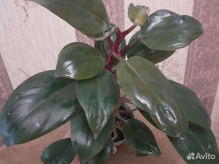 Комнатные растения