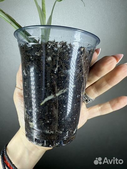 Монстера альба