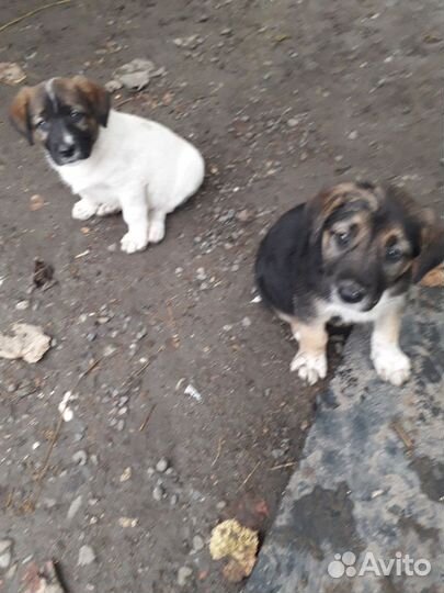 Щенки девачки