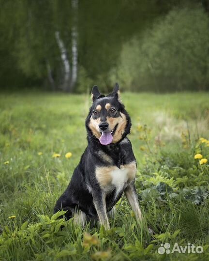 Трогательная собачка Дора с человеческим взглядом