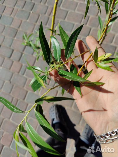 Ива вавилонская