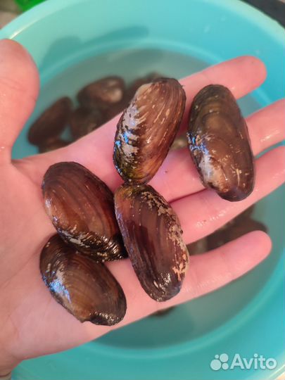 Аквариумные рыбки и растения