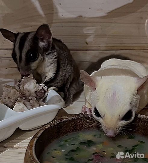 Консультация по содержанию белки-лятеги