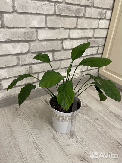 Спатифиллум