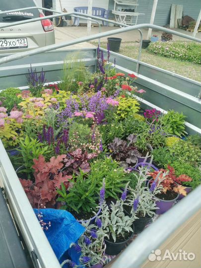 Привезу растения из Лавандовой фермы