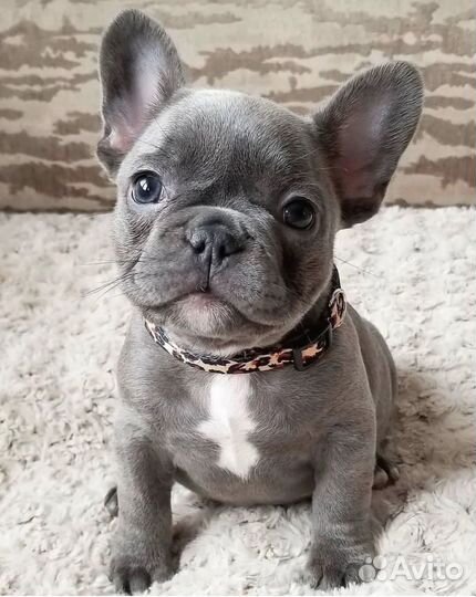 Французский бульдог щенки Голубой